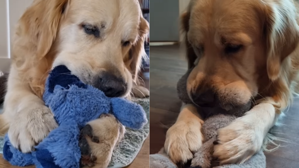 Adorable dog video