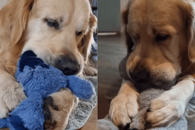 Adorable dog video