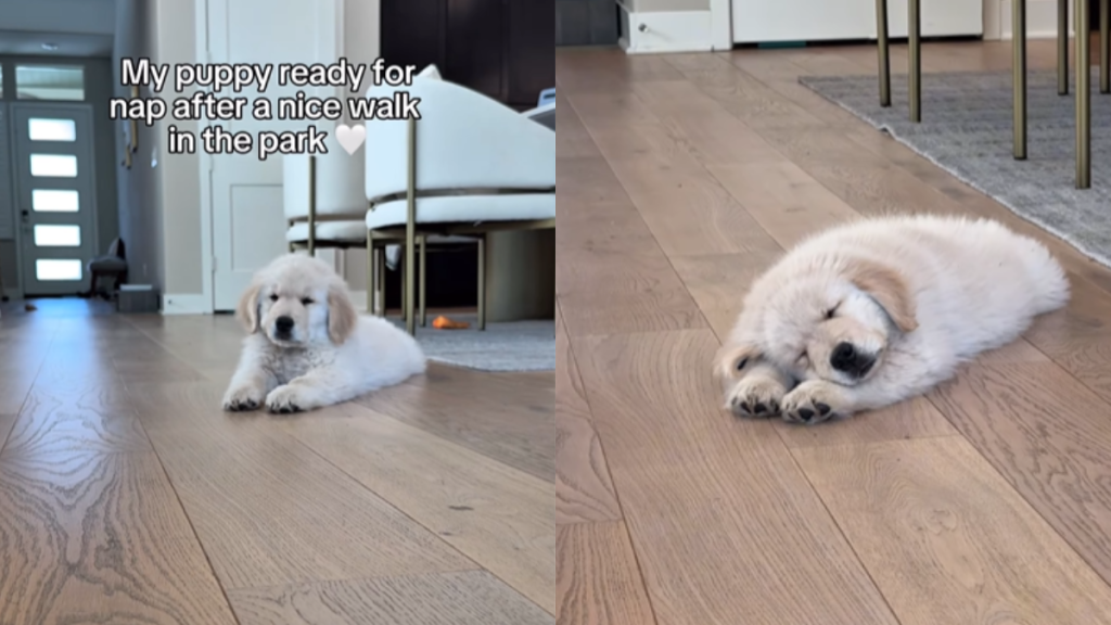 adorable dog video
