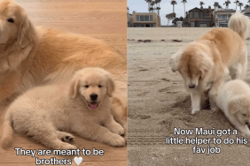 adorable dog video