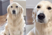 funny dog video