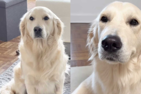 funny dog video