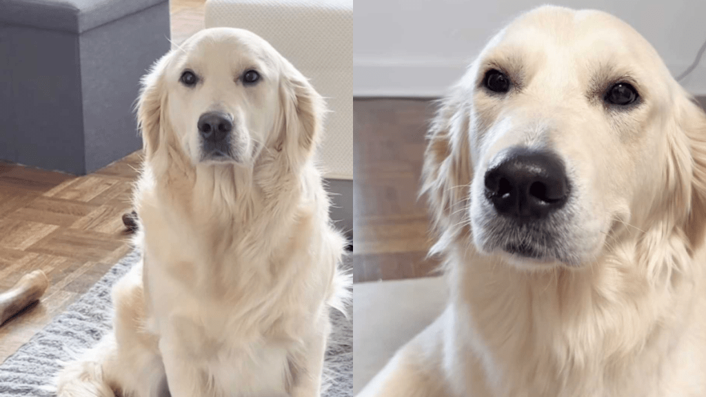 funny dog video