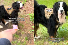 funny dog video