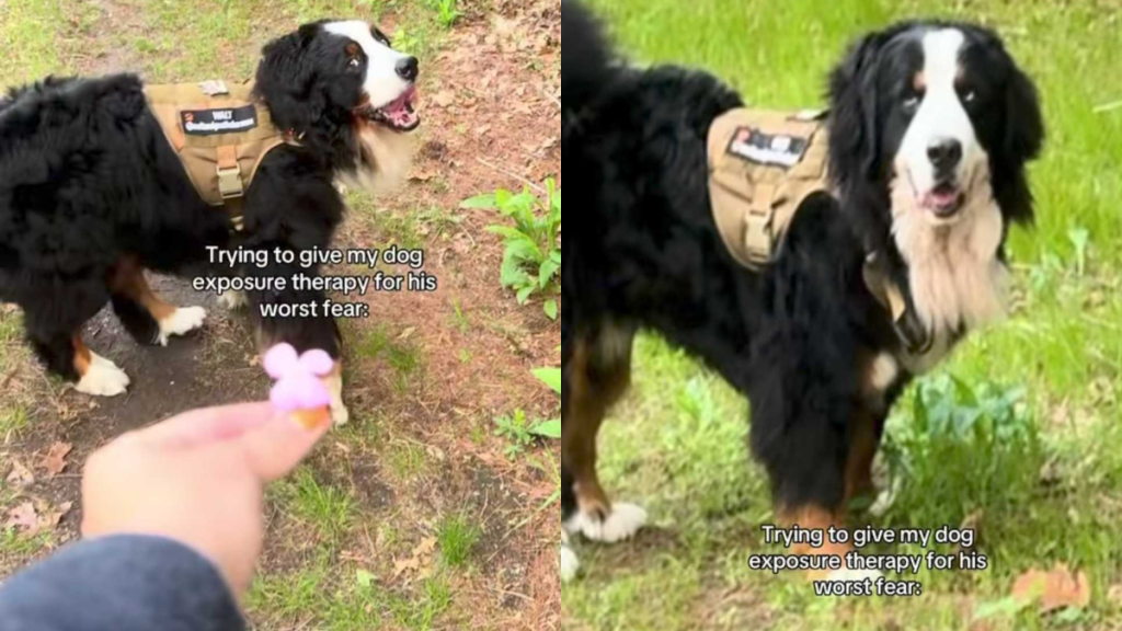 funny dog video