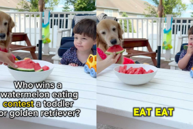adorable dog and toddler video