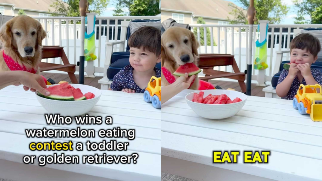 adorable dog and toddler video