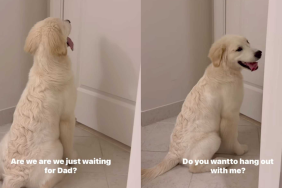 funny dog video