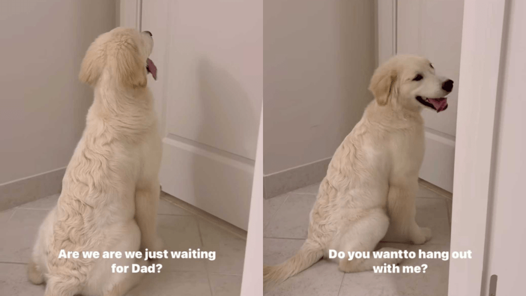 funny dog video