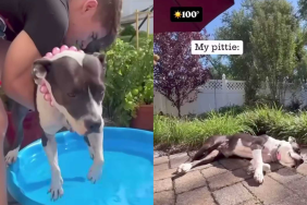 funny dog video