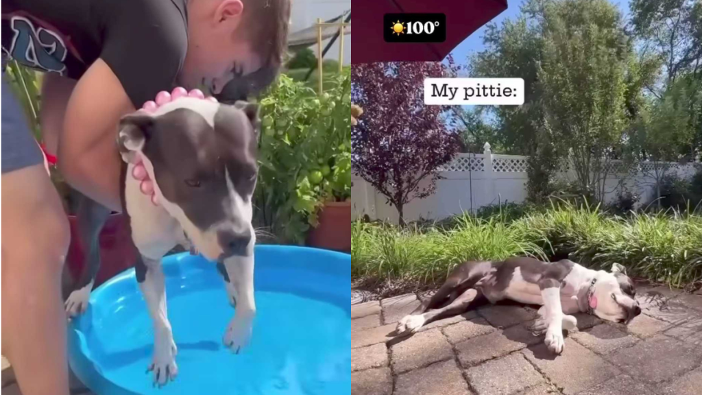 funny dog video