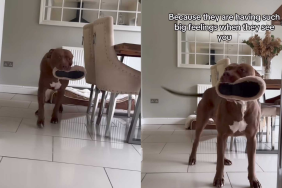 adorable dog video