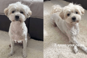 adorable dog video