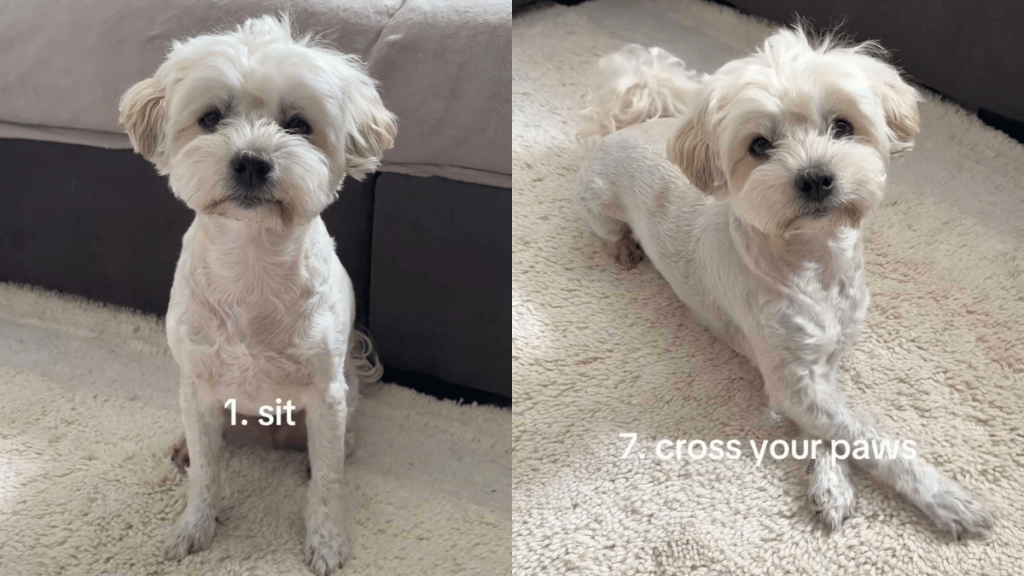 adorable dog video