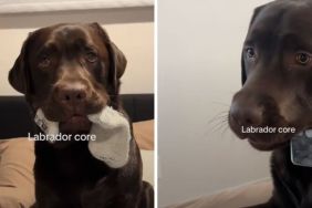 Labrador TikTok video