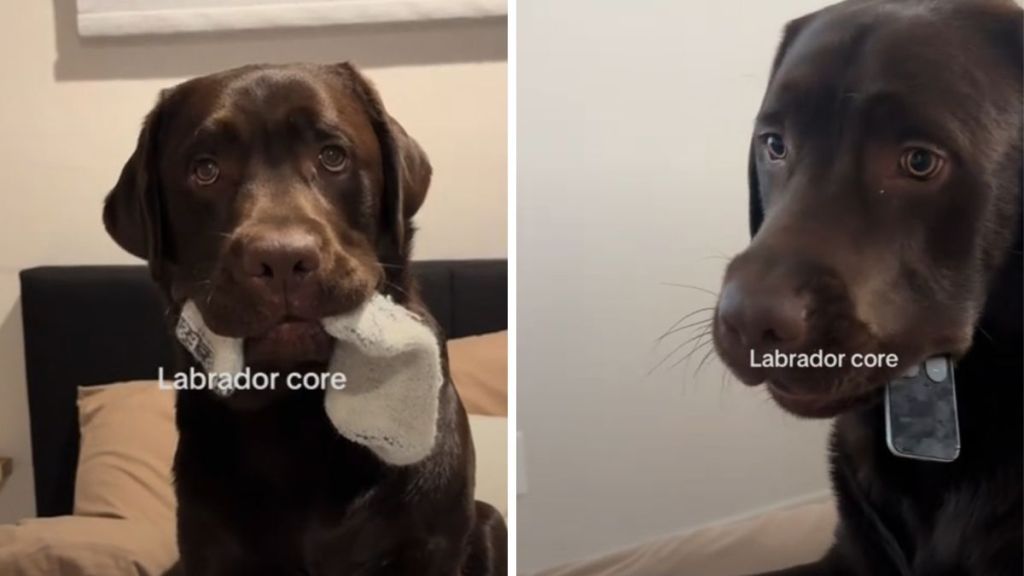 Labrador TikTok video