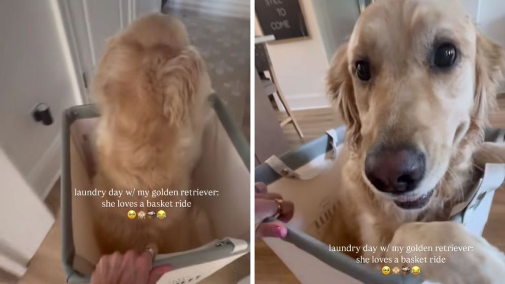 Golden Retriever laundry video