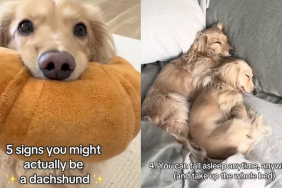 funny dog video