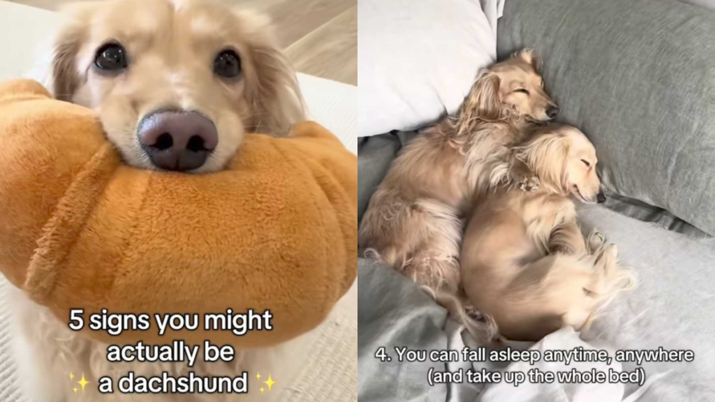 funny dog video