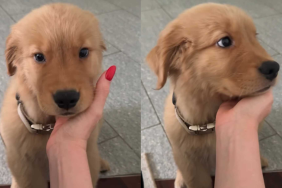 adorable dog video