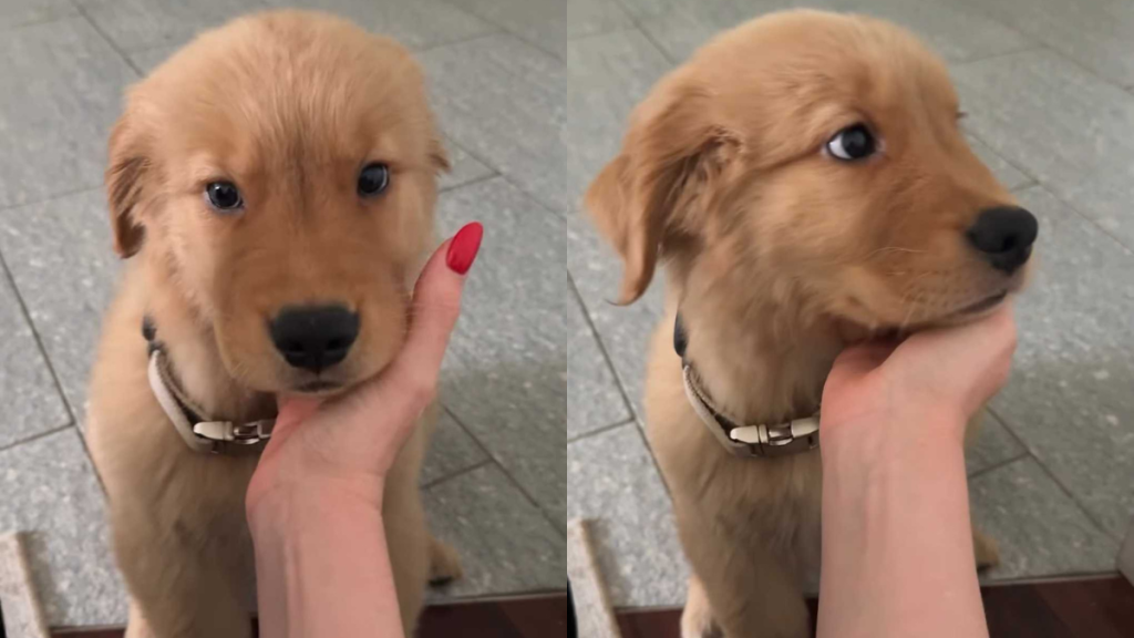 adorable dog video