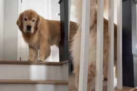 funny dog video