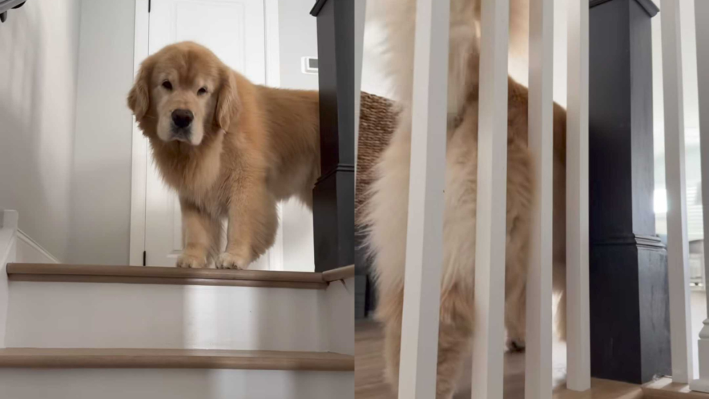 funny dog video