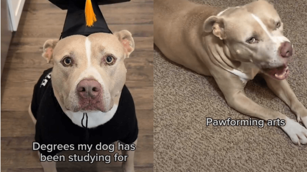 funny dog video