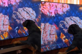 funny dog video