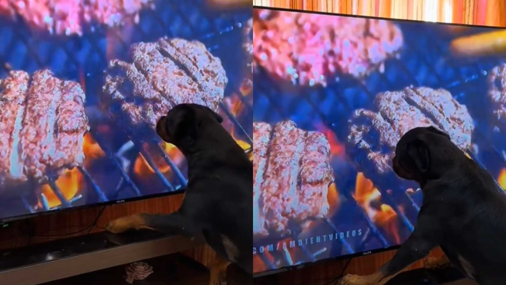 funny dog video