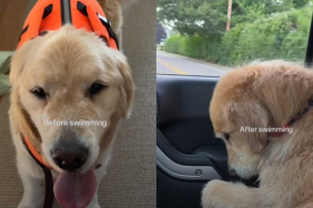 adorable dog video
