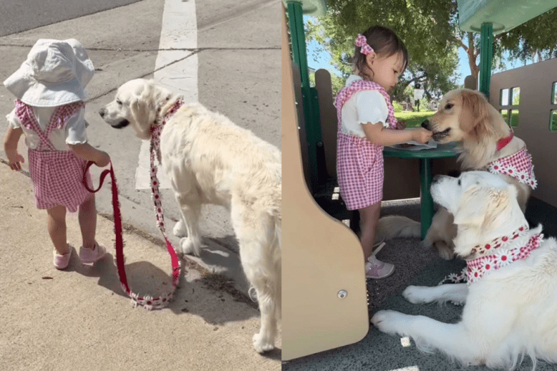 adorable dog and toddler video