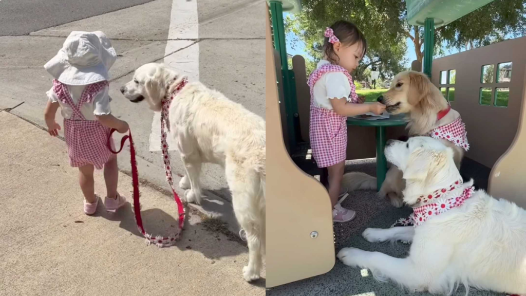 adorable dog and toddler video