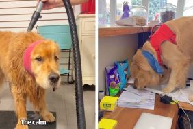 Golden Retrievers groomers video