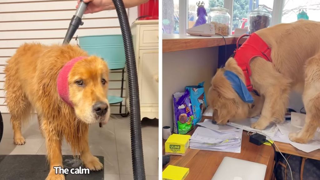 Golden Retrievers groomers video