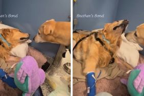 dog ICU video