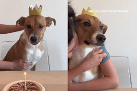 emotional dog video