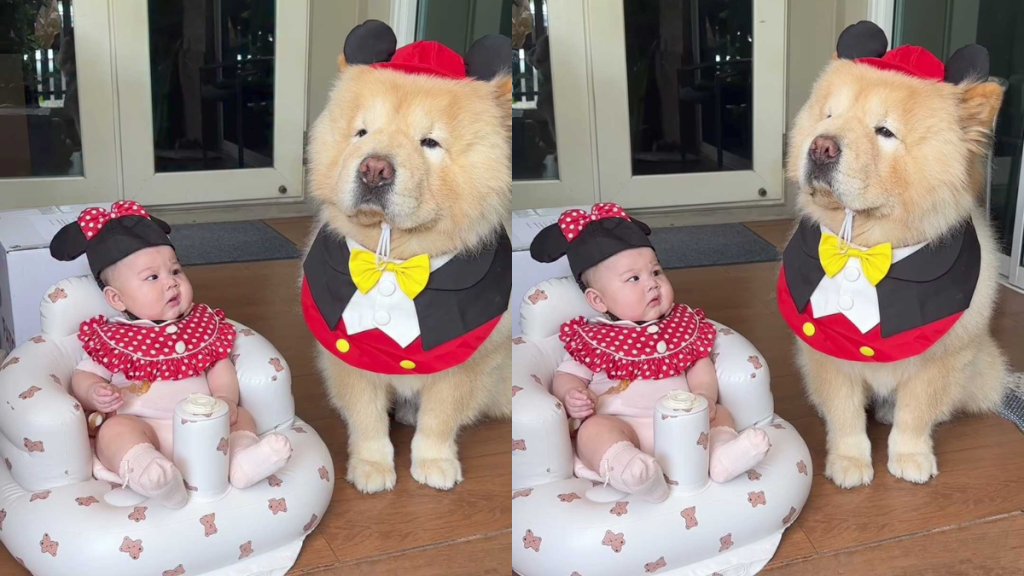 adorable dog video