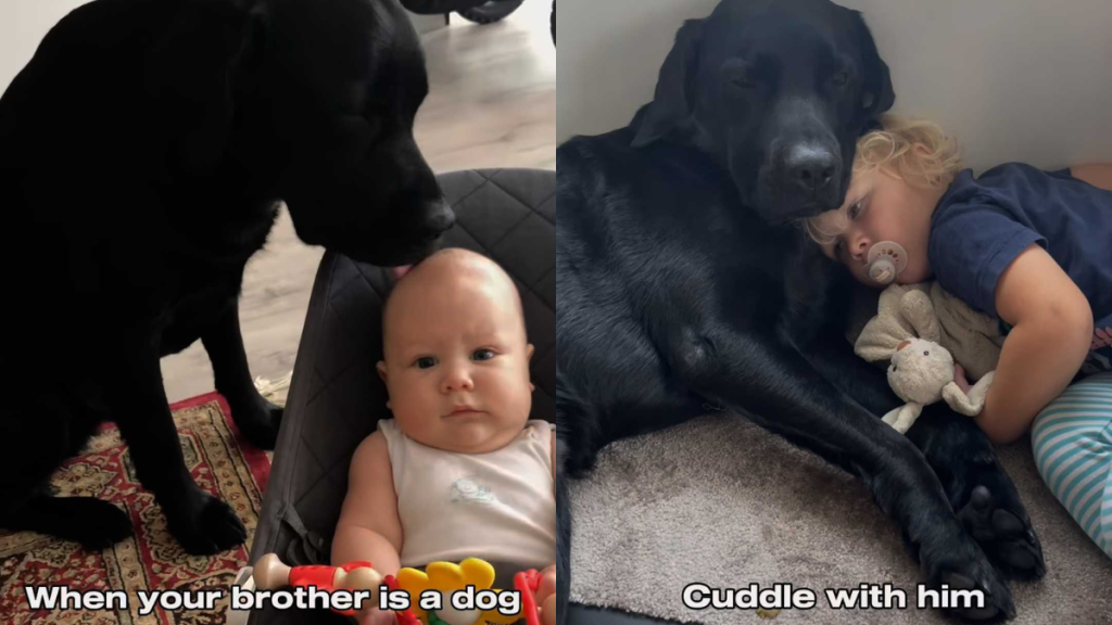 adorable dog and baby video