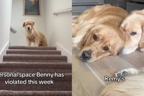 funny dog video