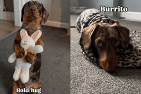 adorable dog video