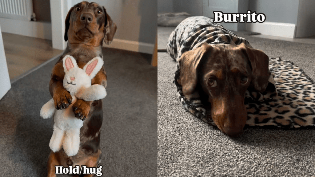 adorable dog video