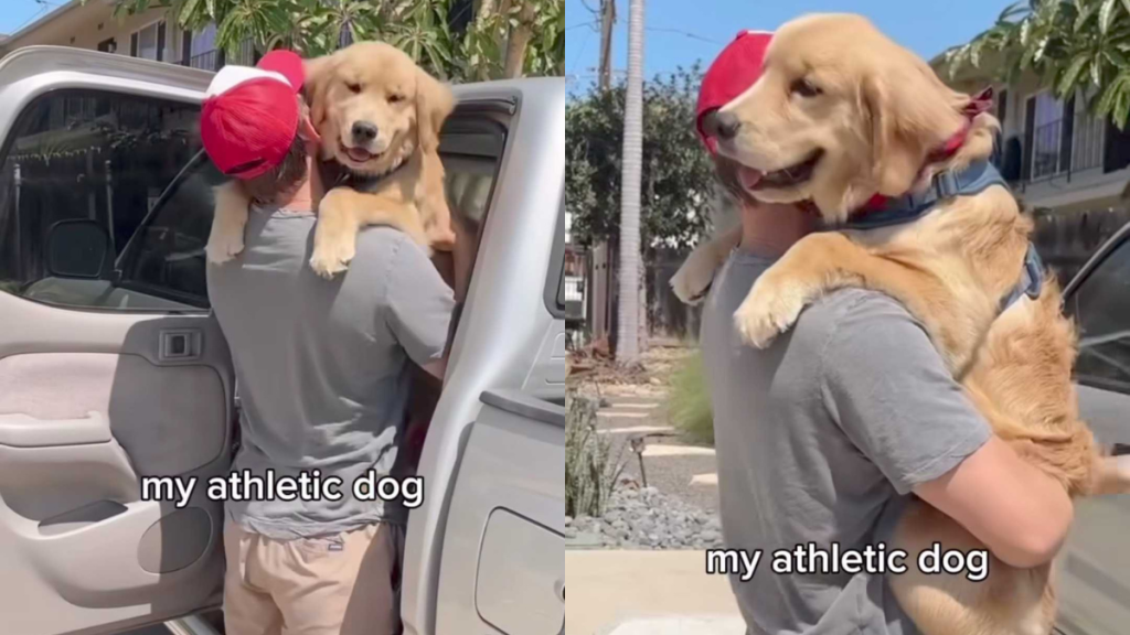 funny dog video