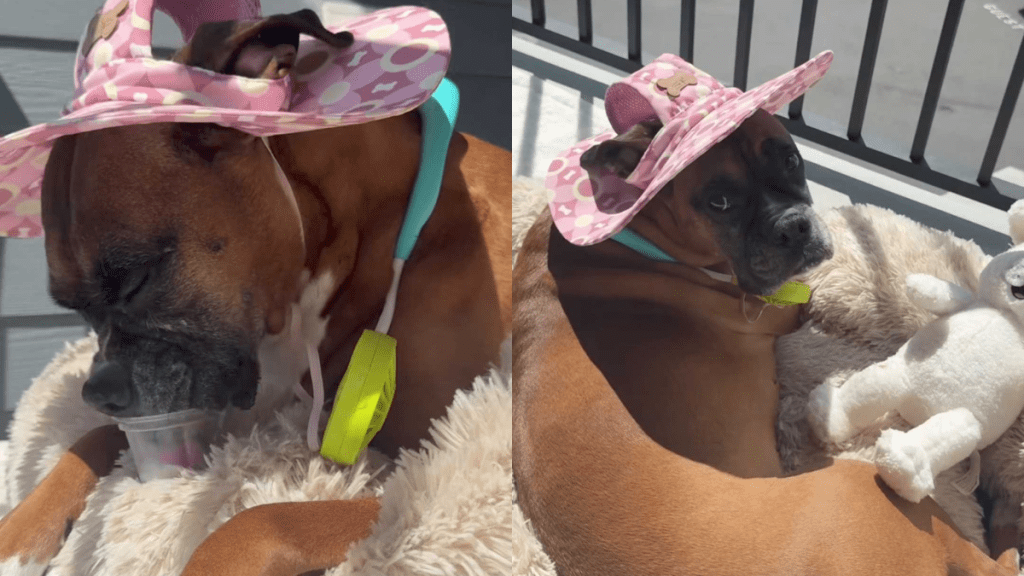 adorable dog video