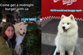 adorable dog video