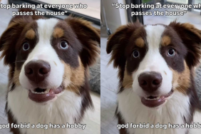 funny dog video
