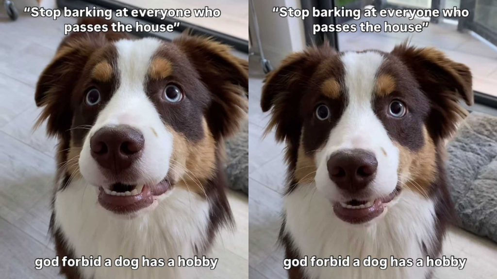 funny dog video