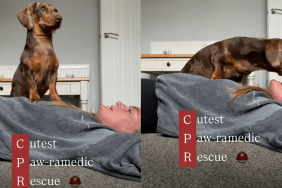 adorable dog video
