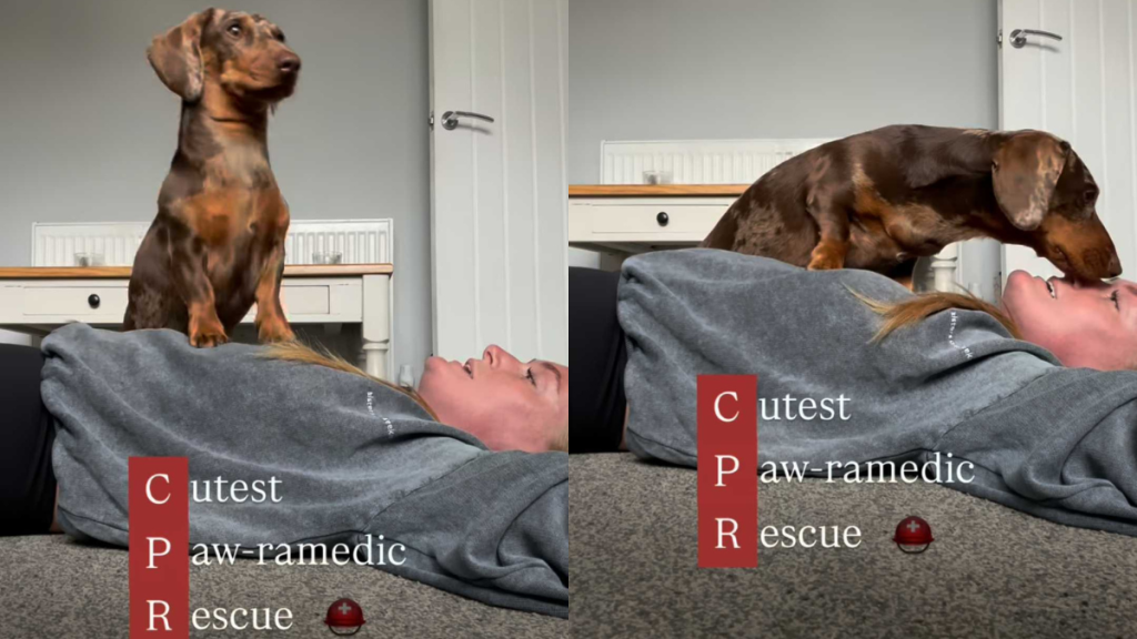 adorable dog video