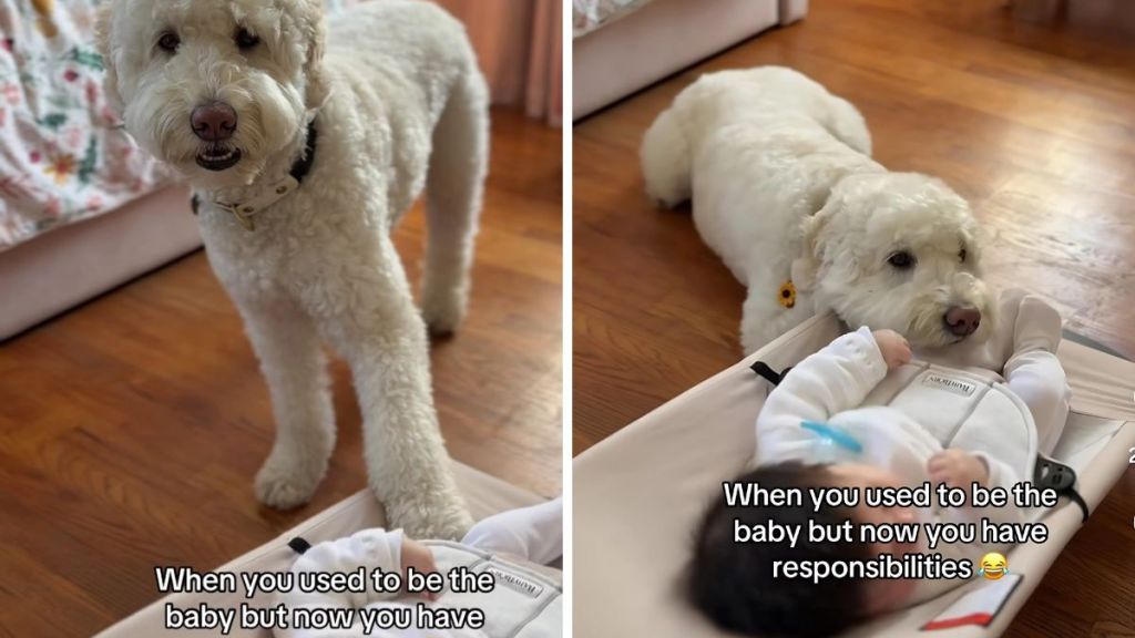 Goldendoodle video